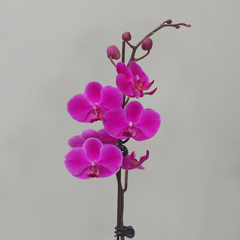 蝴蝶兰【满天红】带花发货前台客厅办公室美化装饰