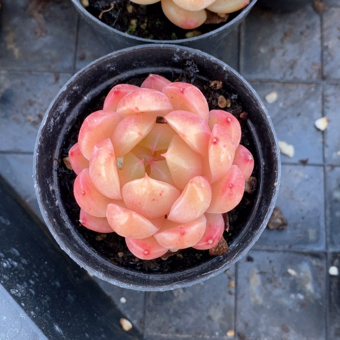 精品多肉一物一拍不包整92