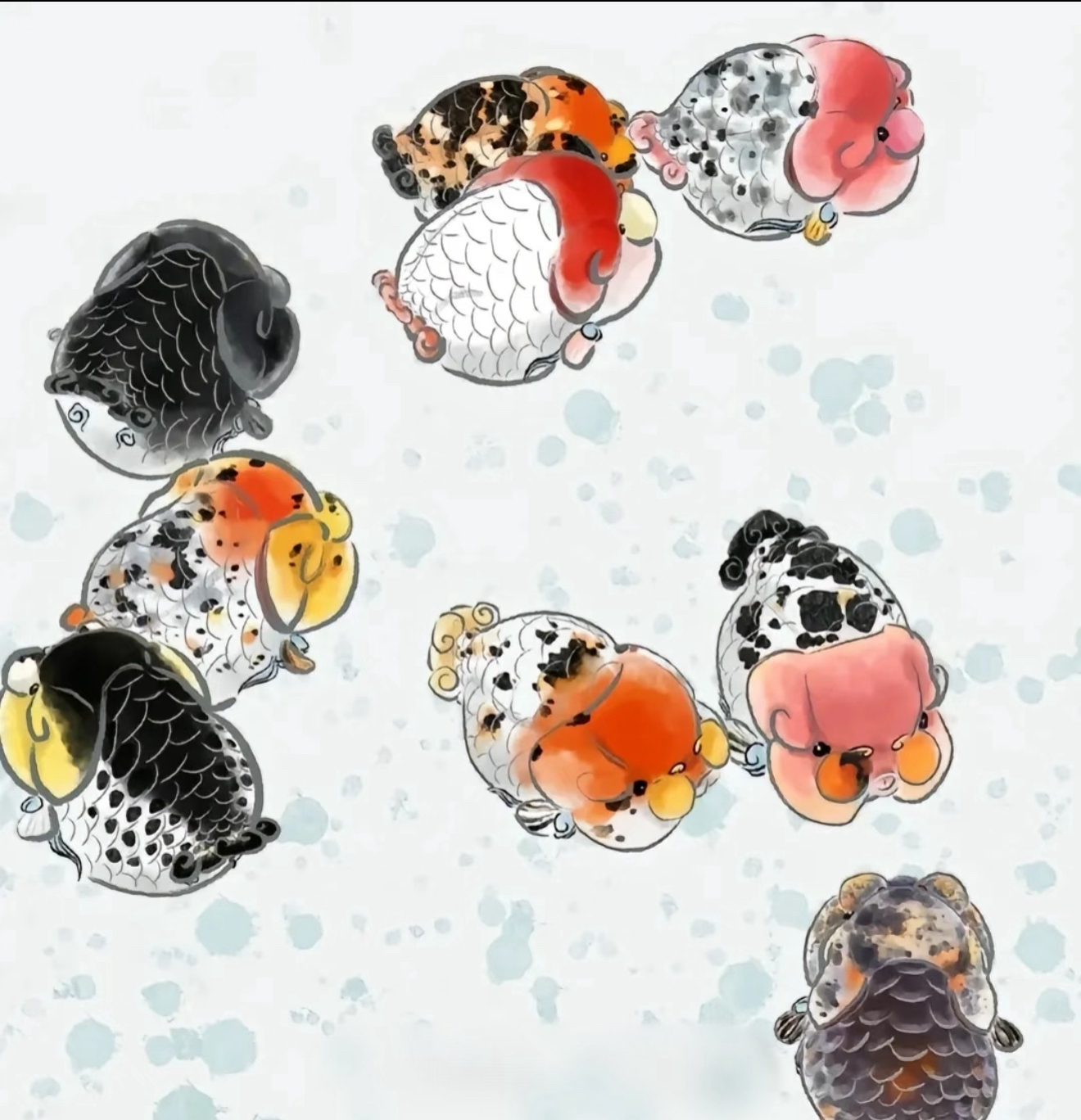 九洲兰寿-观赏鱼 （此链接拍下即顺丰到付