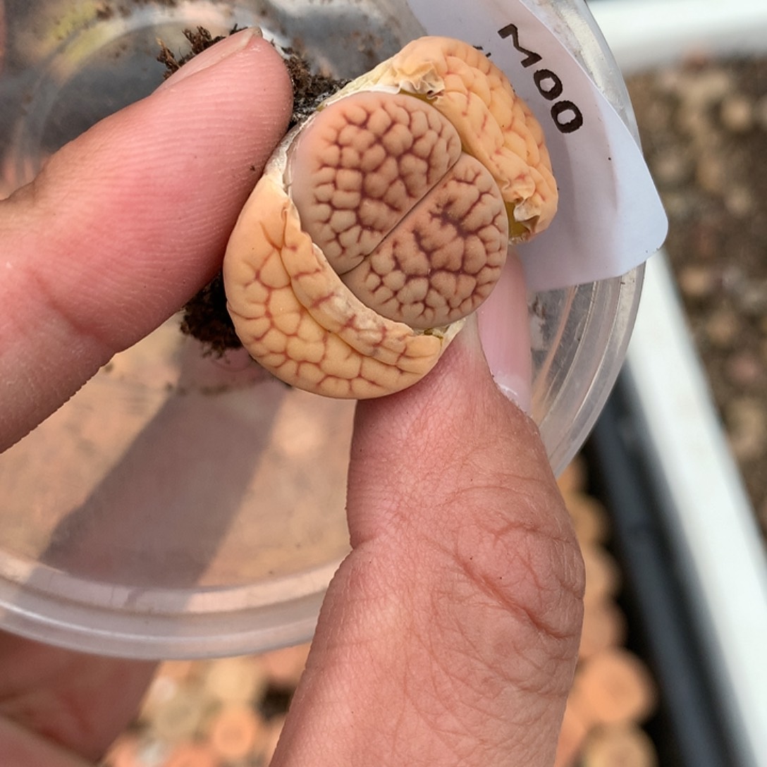 M00多肉植物保护