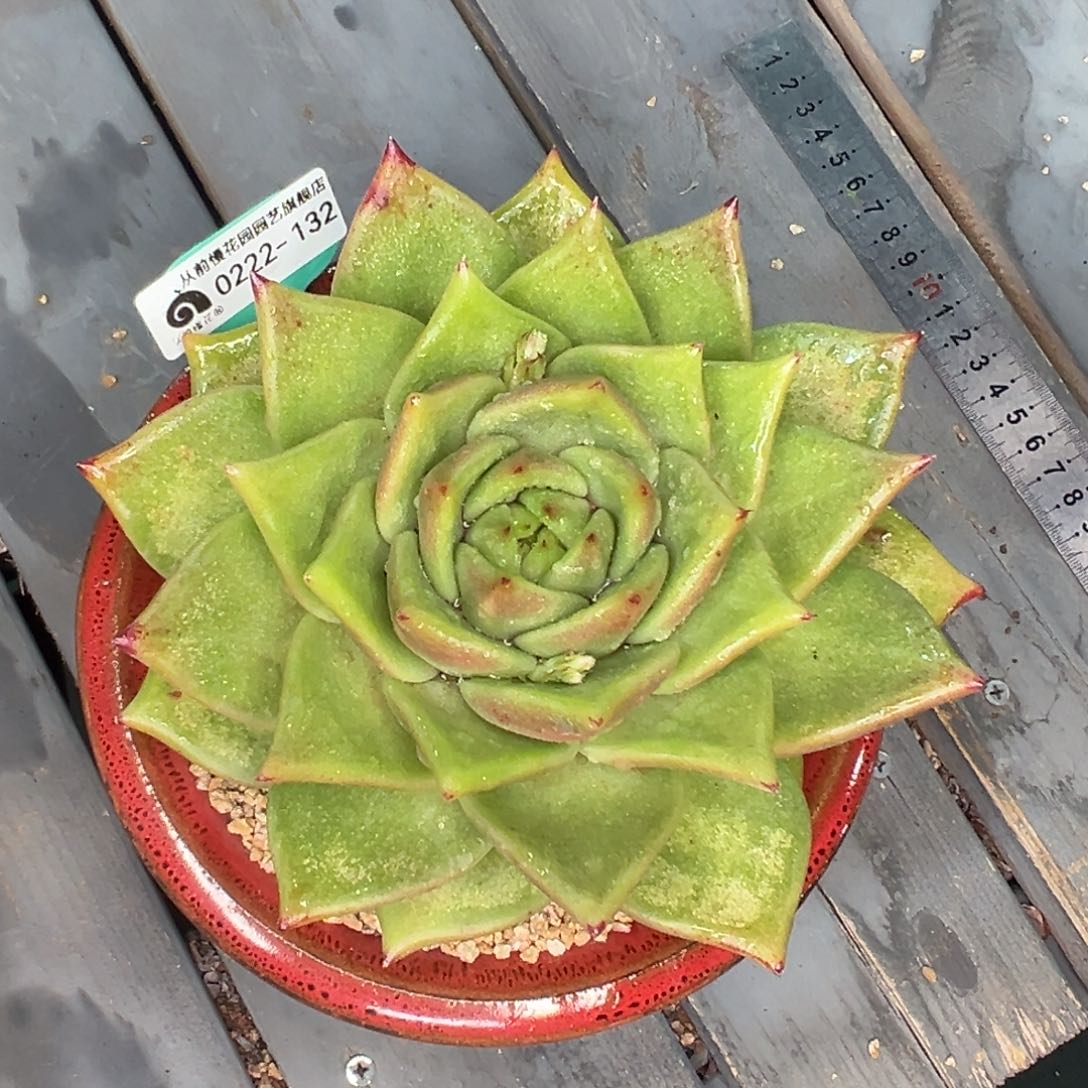 多肉一物一拍0222-132