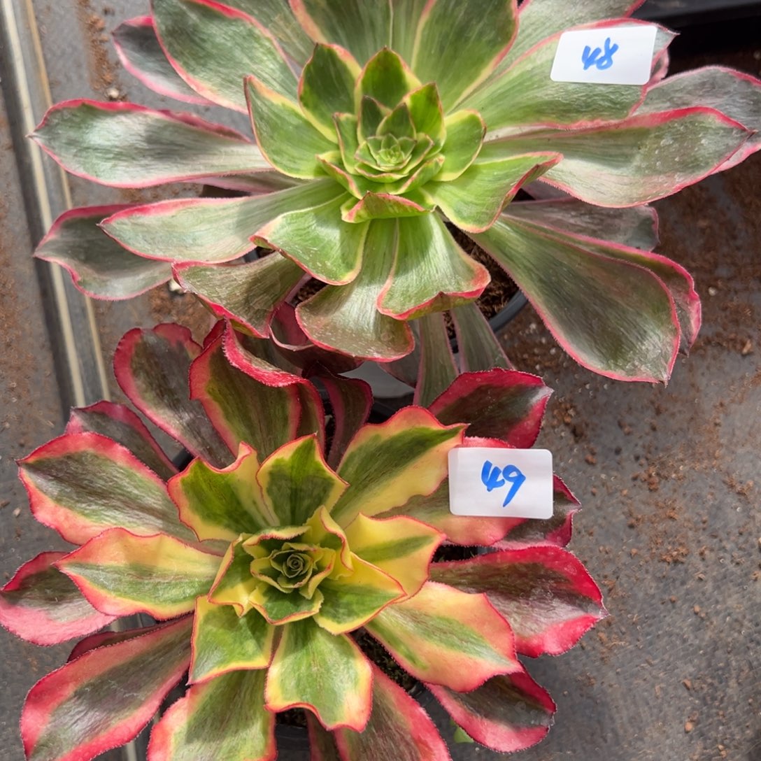 4849恶魔之眼魅影多肉25