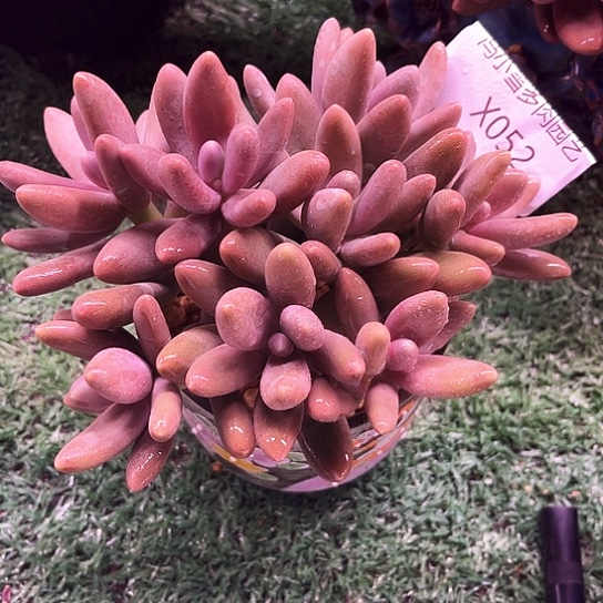 我是第一百个为妖刀应援的阴阳师