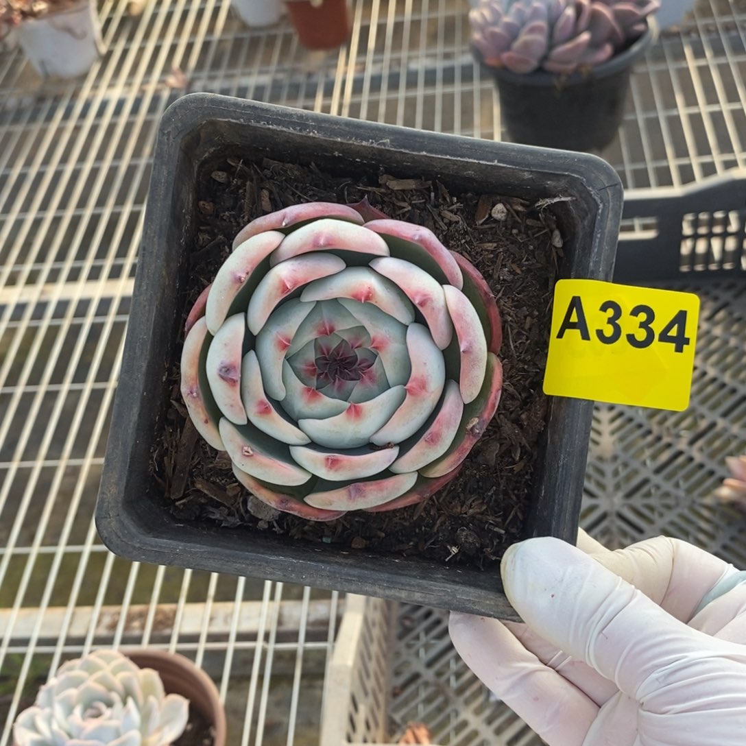 334吉娃娃一物一拍