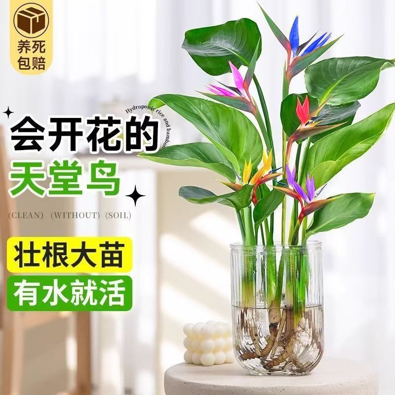 天堂鸟室内【新品】绿植花卉吸甲醛植物水培客厅易水培植物室内盆栽