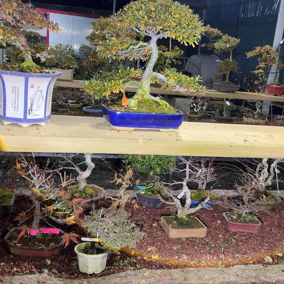 马***慧无花朵盆景皋月杜鹃碧翠