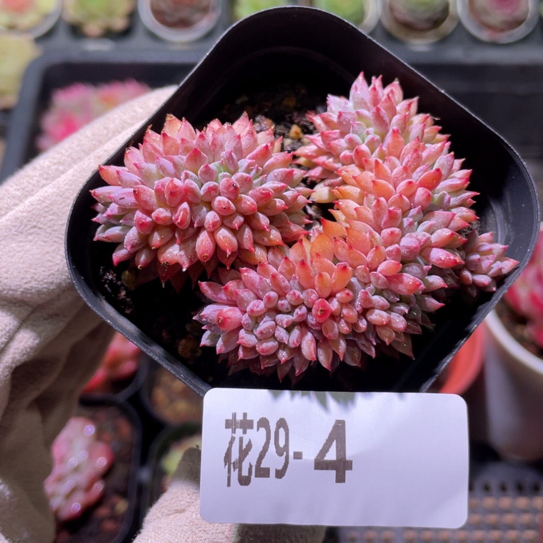 花利美29-4莱恩小精灵缀化