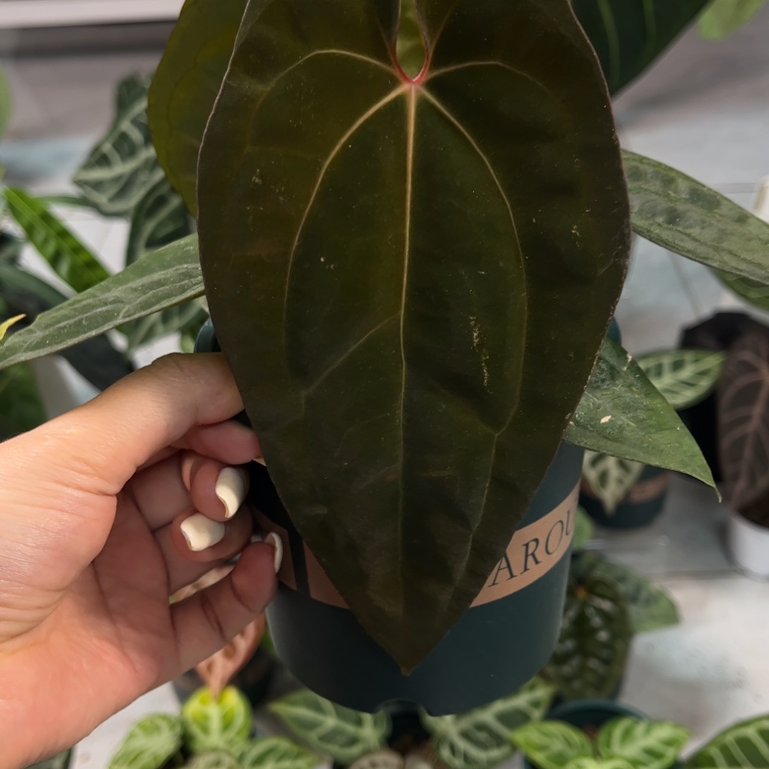 不开花植物鸡papi556