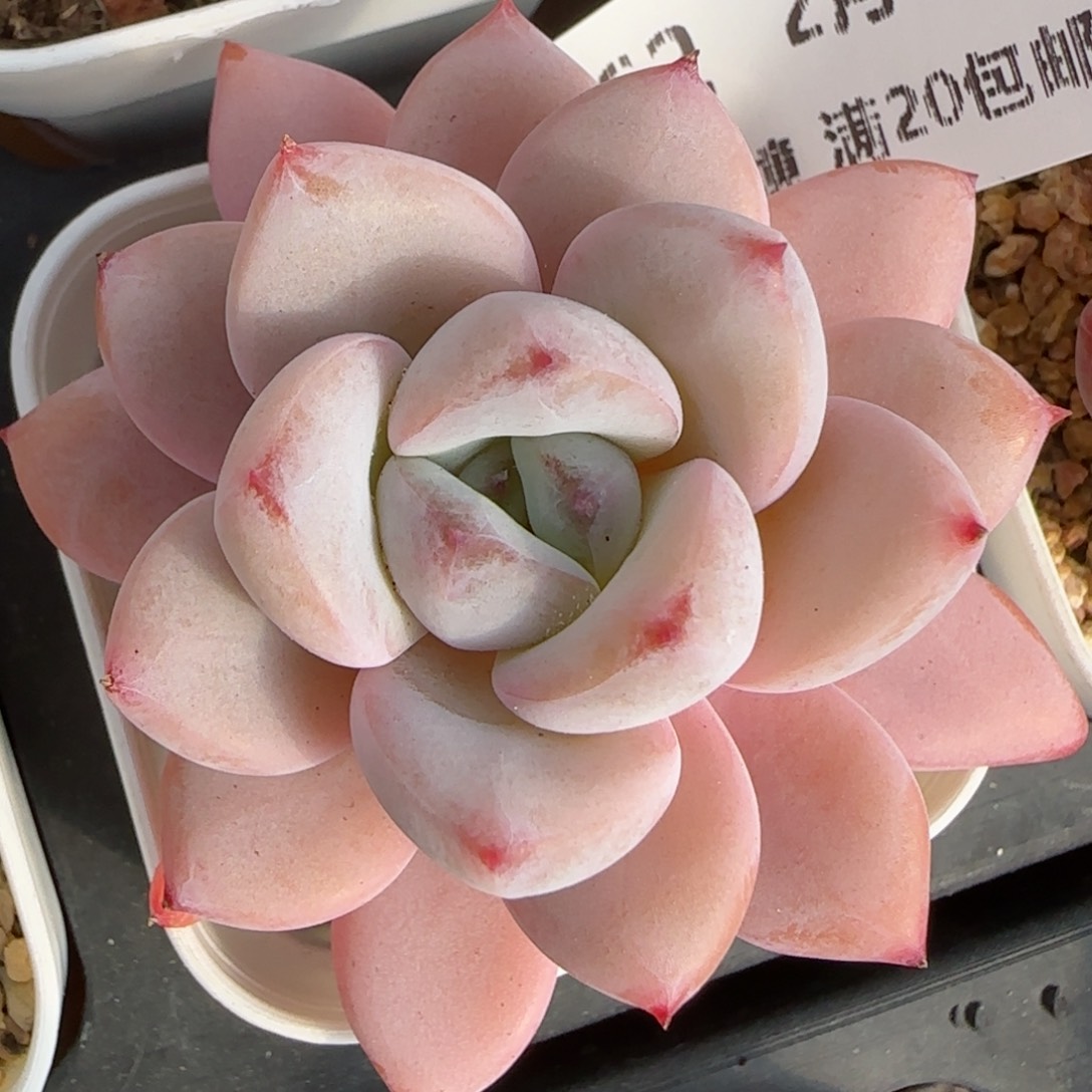 花语逸境0212-162