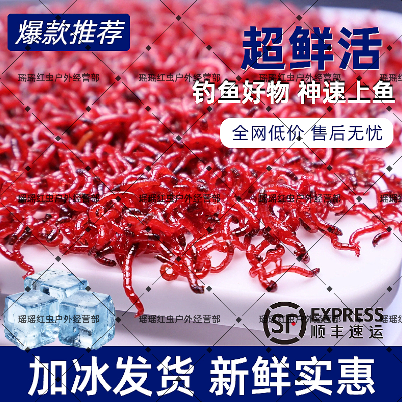 鲜活红虫特大号公虫活体活饵喂鱼饵拉饵鲫鱼野钓饵料钓鱼营养鱼饵