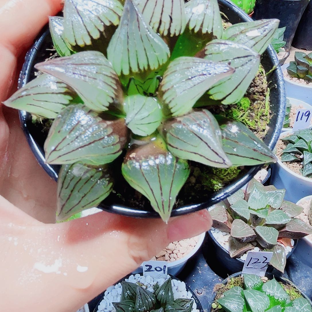 万象盆大西瓜多肉植物6666