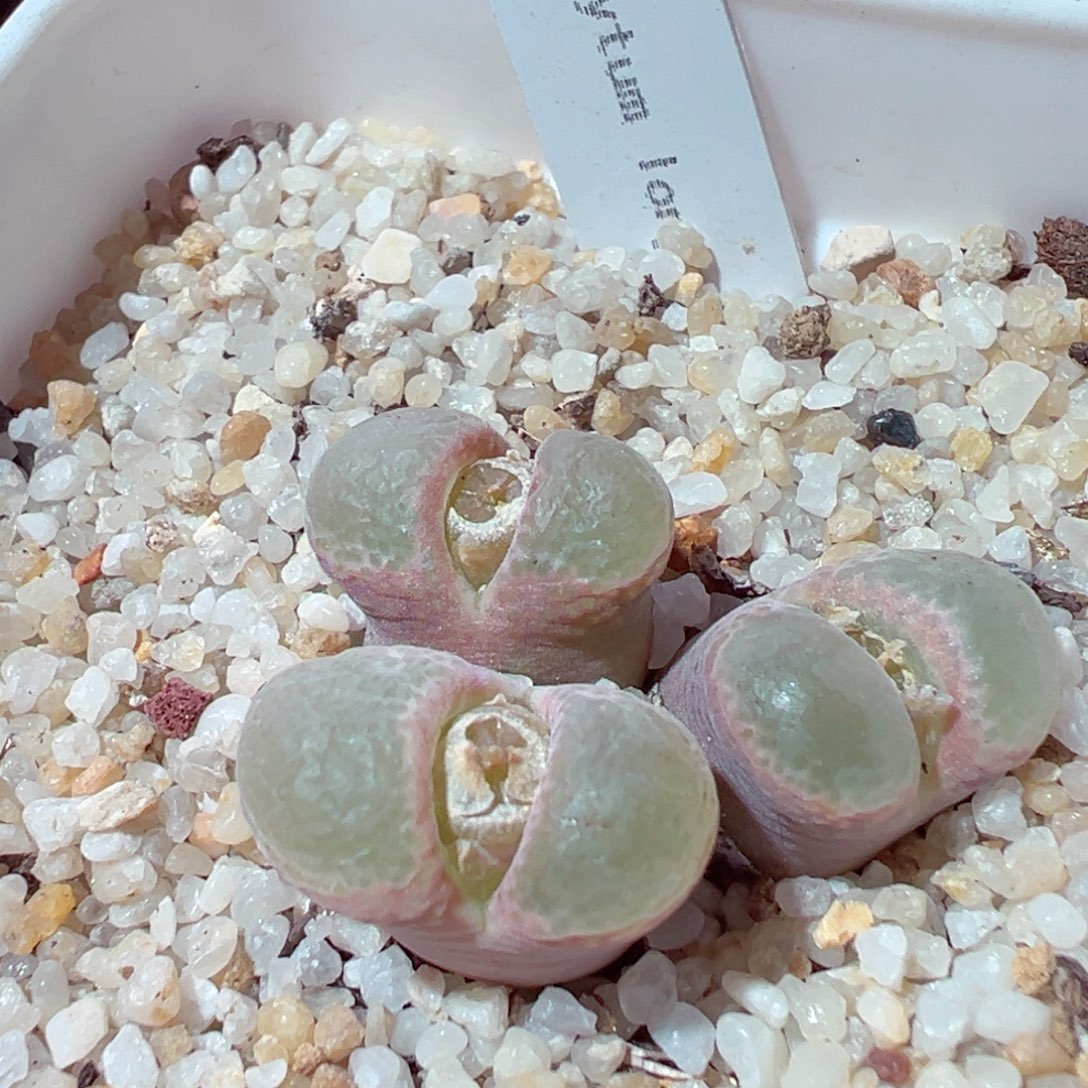 *****1210-325多肉多日