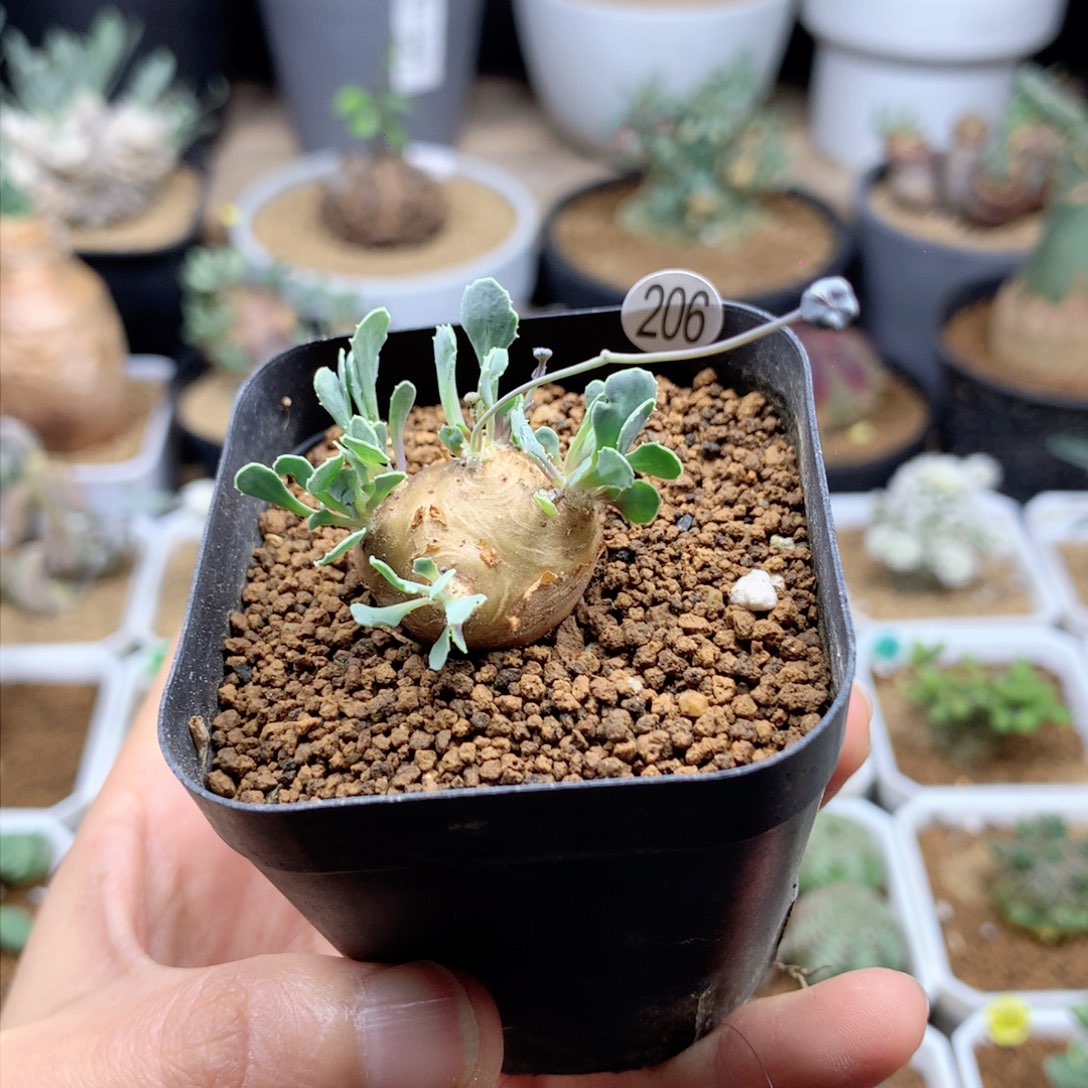 格加厚敦菊母本带盆