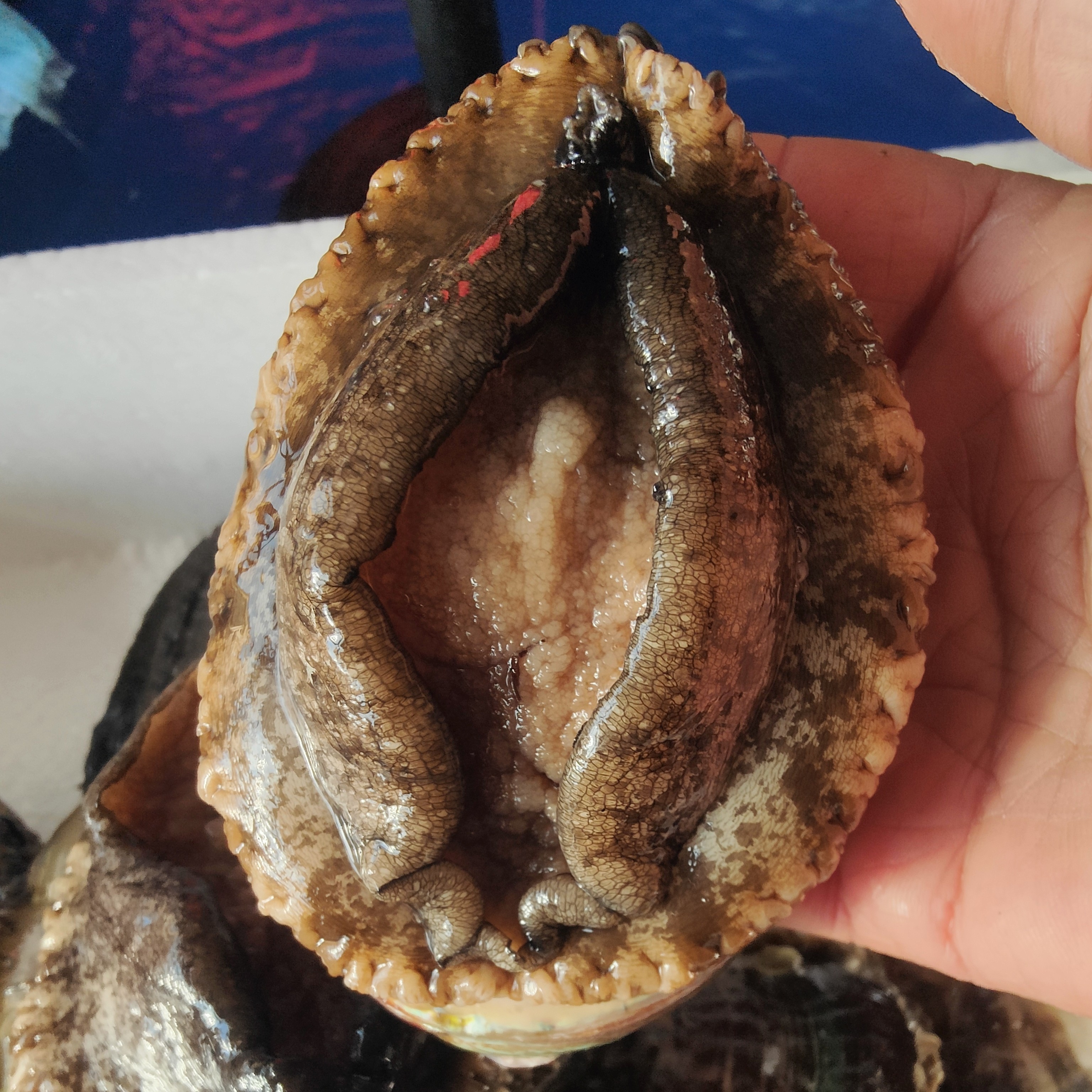 活鲍鱼营养美味中国贝都丹东东港产地直发