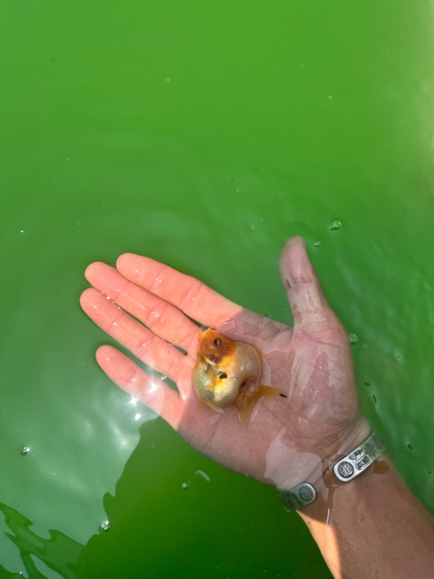 短尾泰狮金鱼 改价专用链接