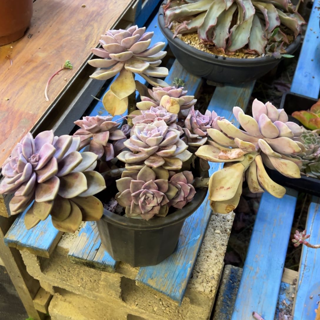 紫乐处理脱土发货