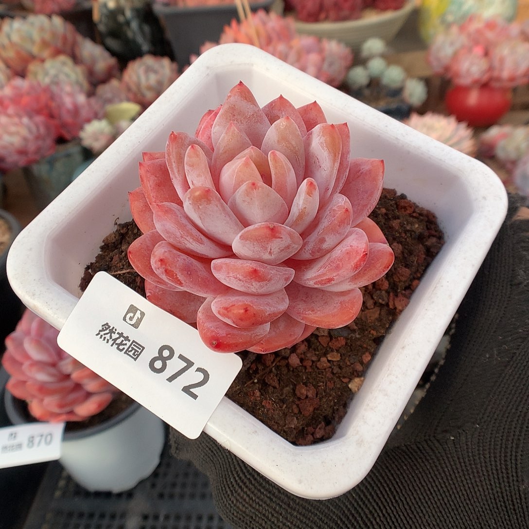 872雪天使多肉植物66666