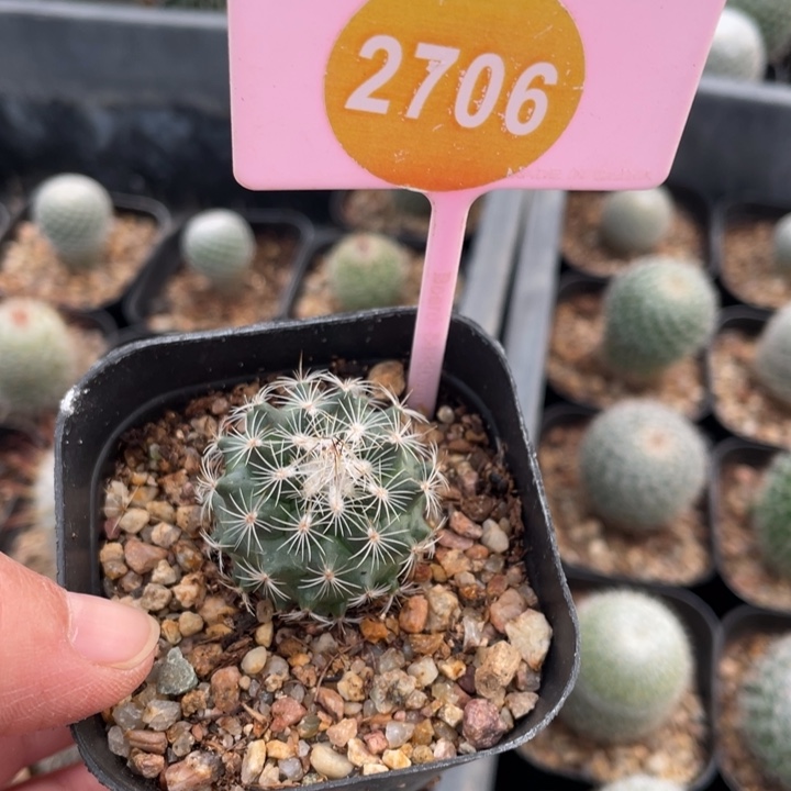 鱼***鱼2棵2845-27060000000