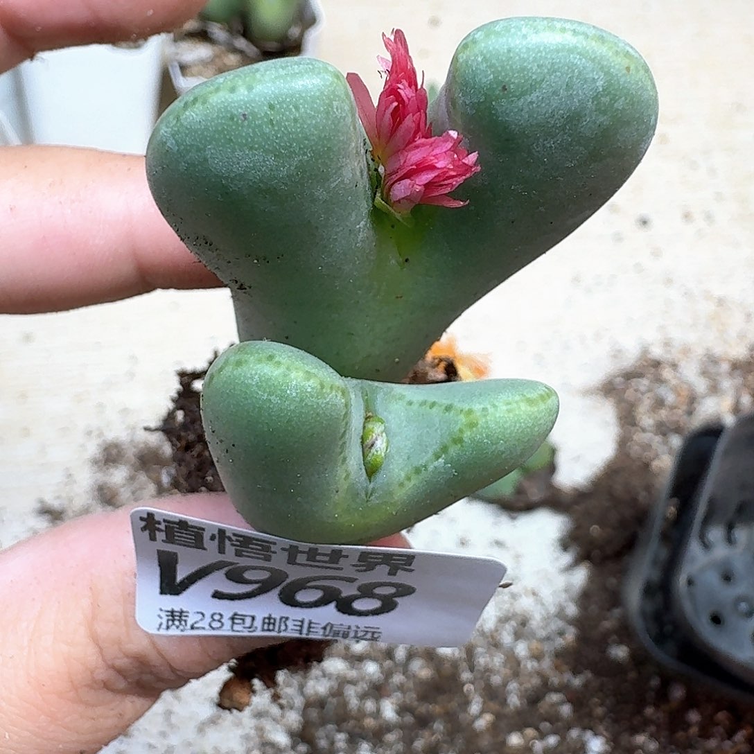 多肉植物的人生fgb
