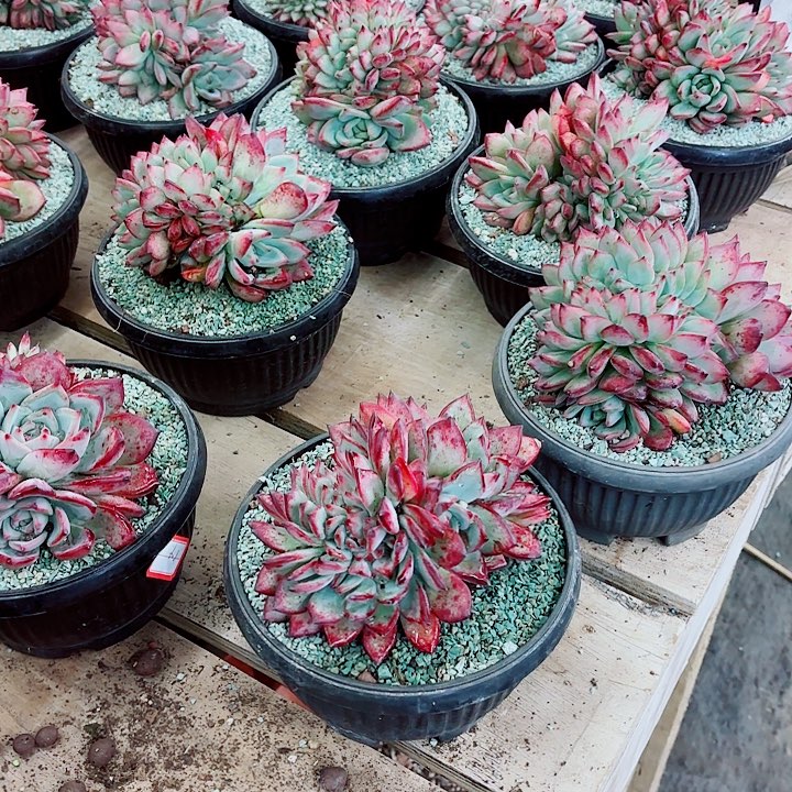 红拉糖缀化带胸花精品多肉