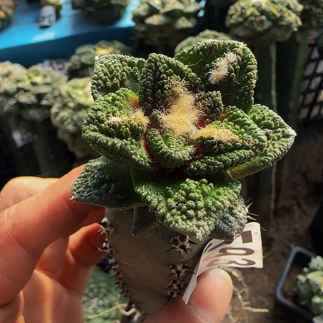 纯种辛顿593仙人球