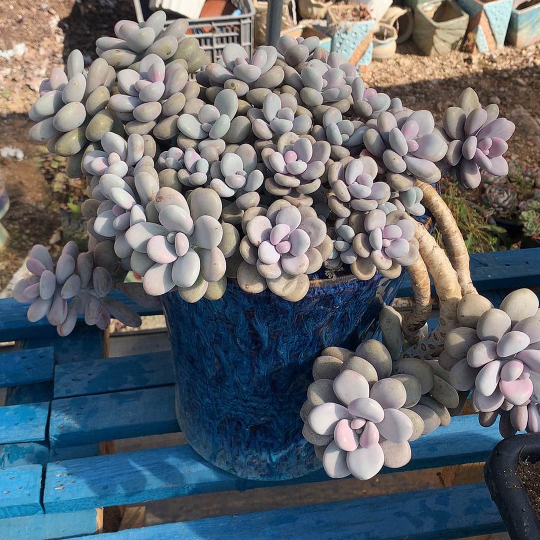 桃蛋多肉一物一拍