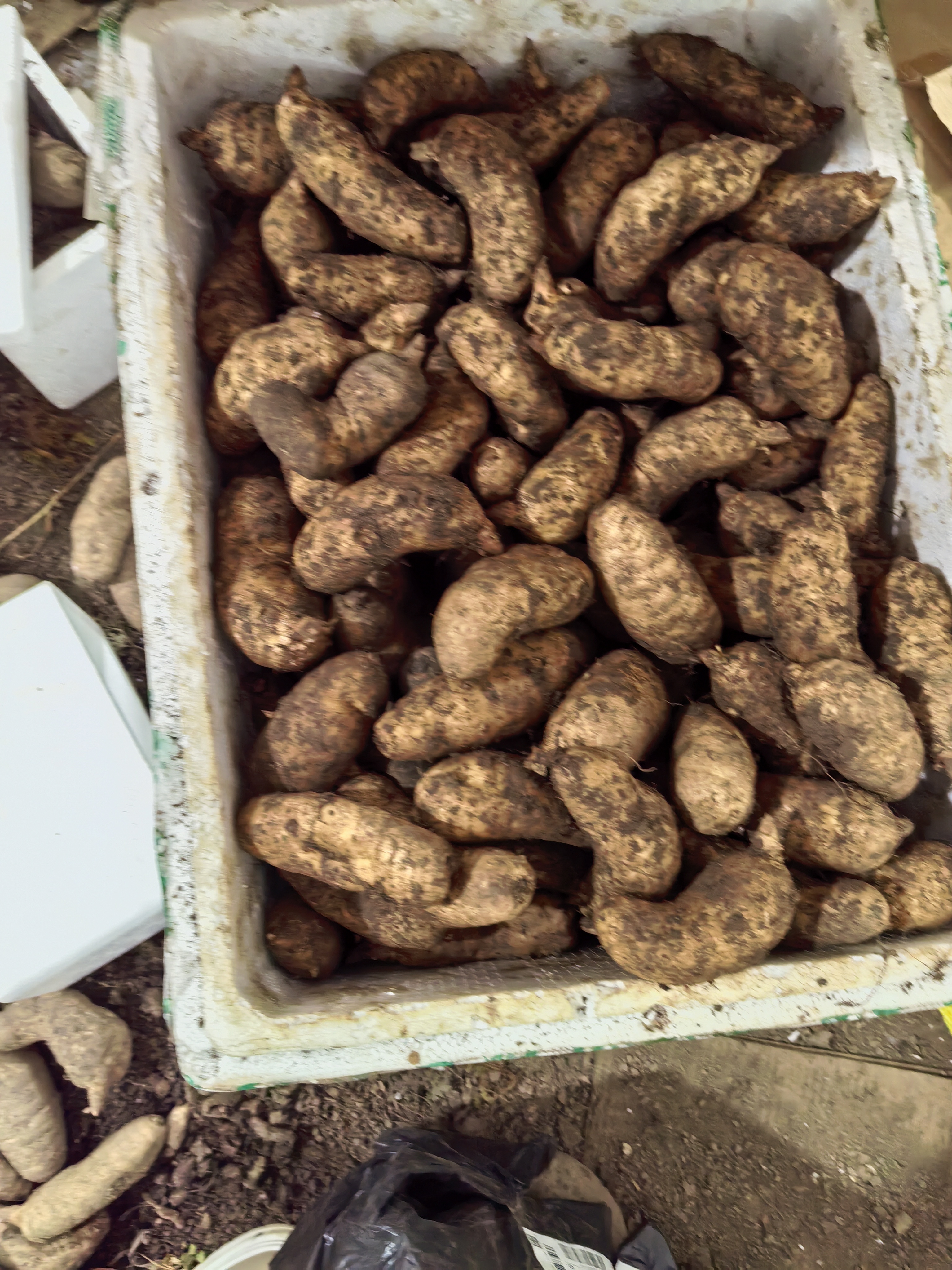 贵州毕节的高山鲜天麻。