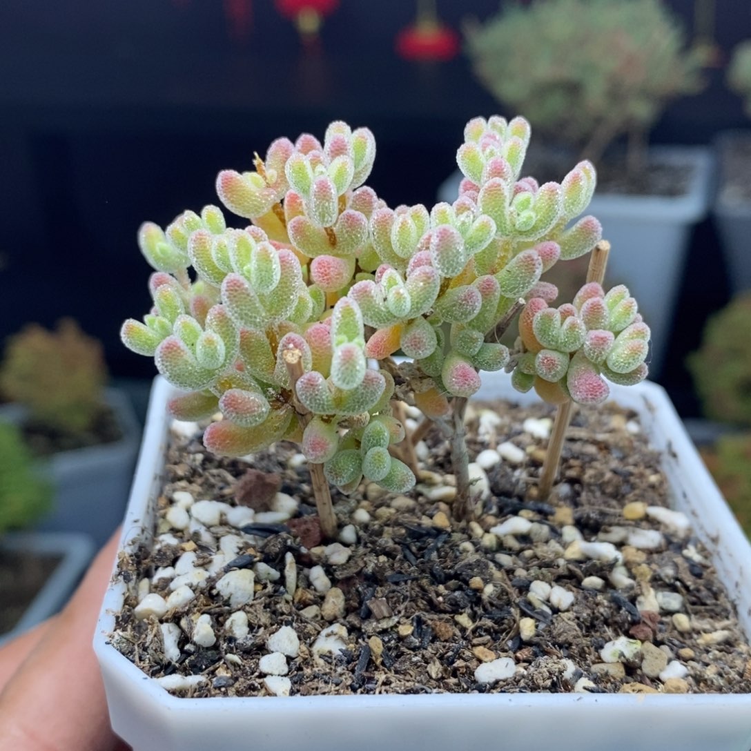 c11号优选冰晶枝干多肉