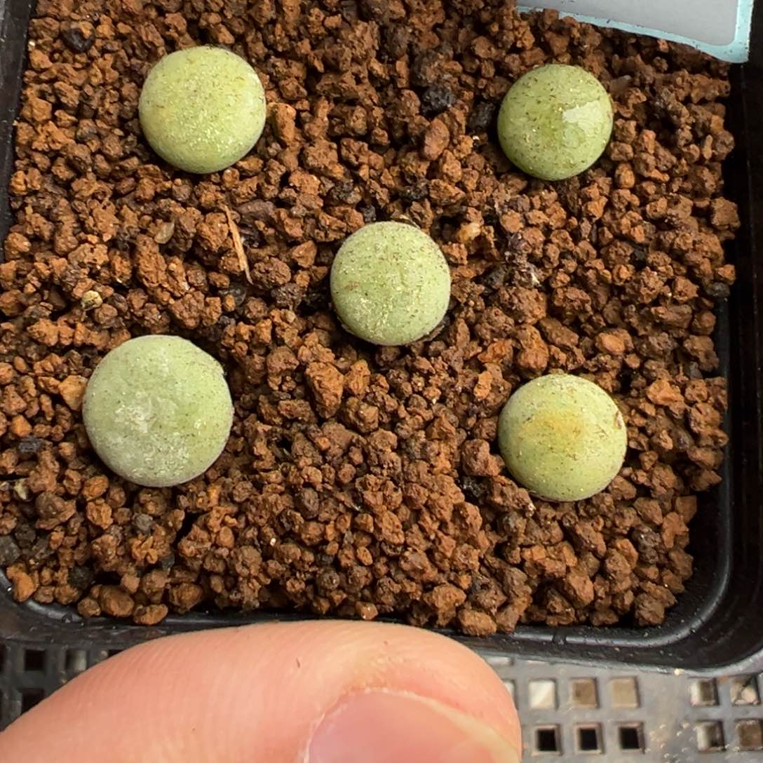 旁**多22-94肉锥多肉植物