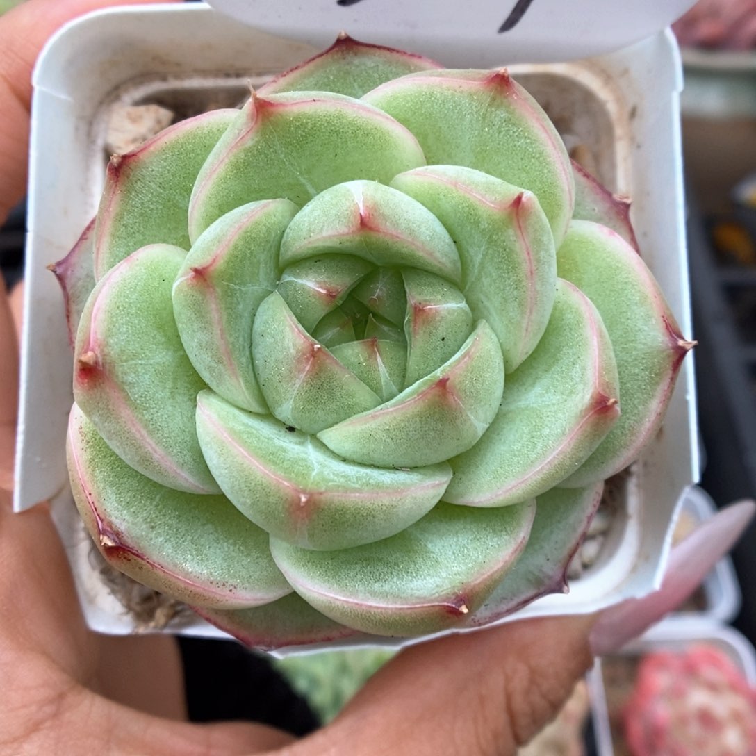 云初麦杆可拍3819号。 