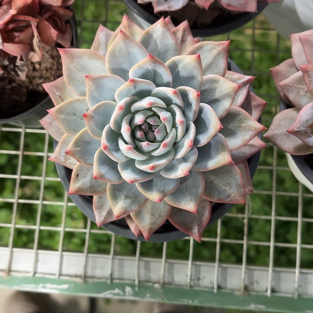 粉蓝鸟大单头12㎝盆参考