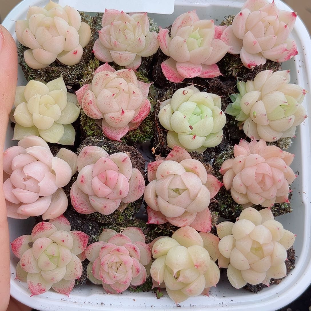 1-70 新疆西藏内蒙不发12.8包邮2-3公分多肉