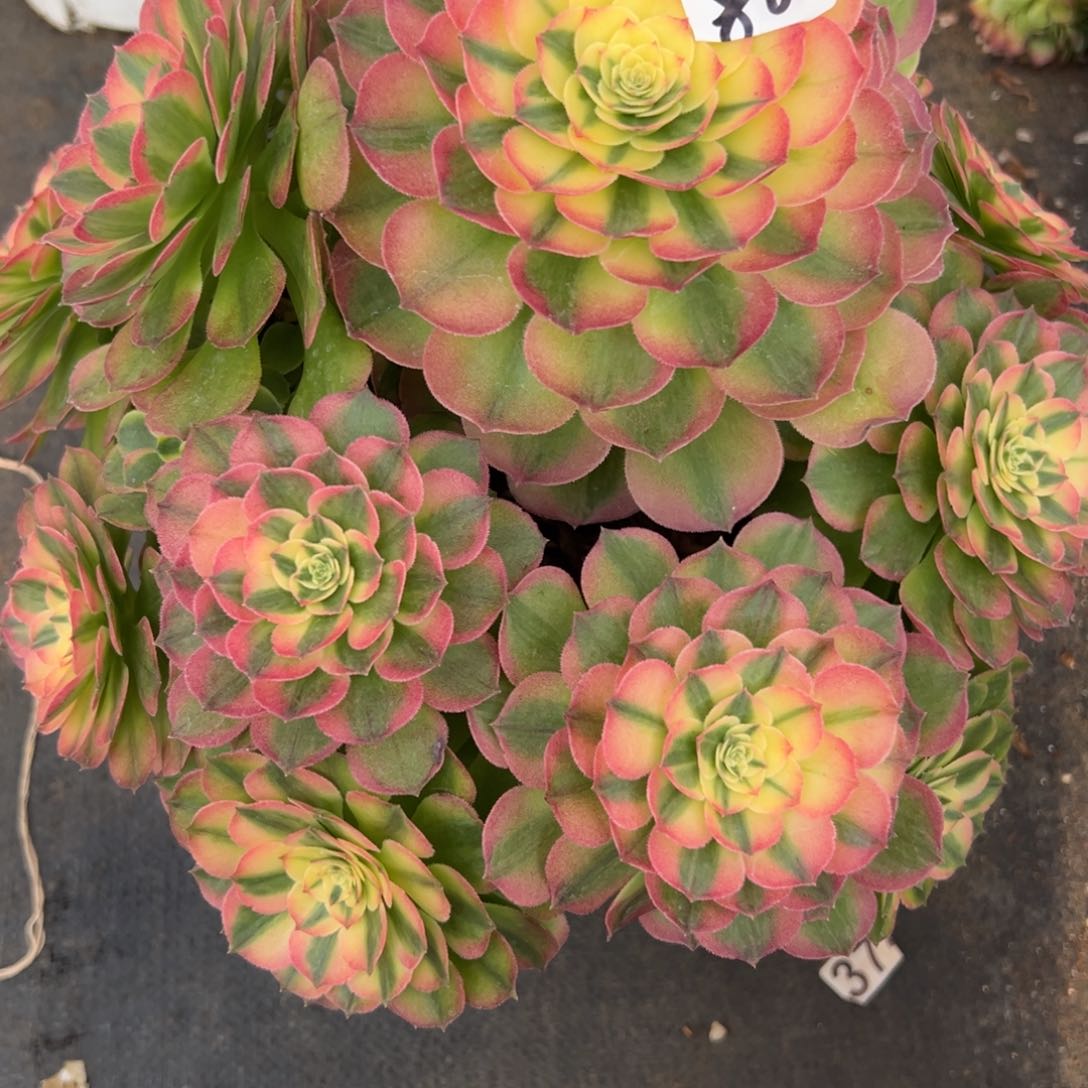 80海王多肉多肉多肉多肉