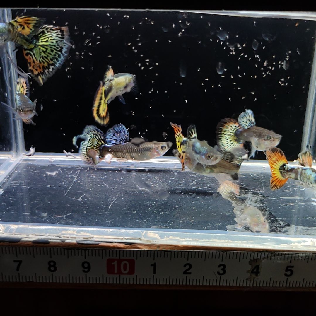 孔雀鱼银河红码一组