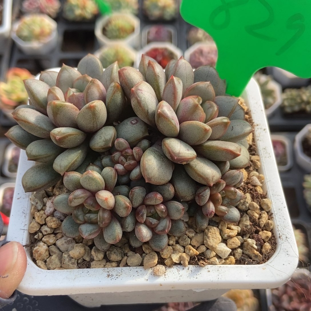 829葡萄多肉植物保护