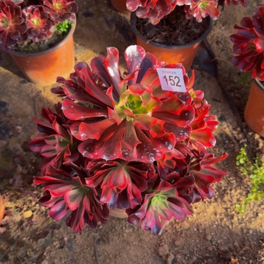 美杜莎4号棚152多肉植物