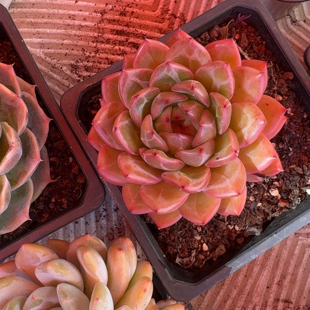 专拍链接多肉精品