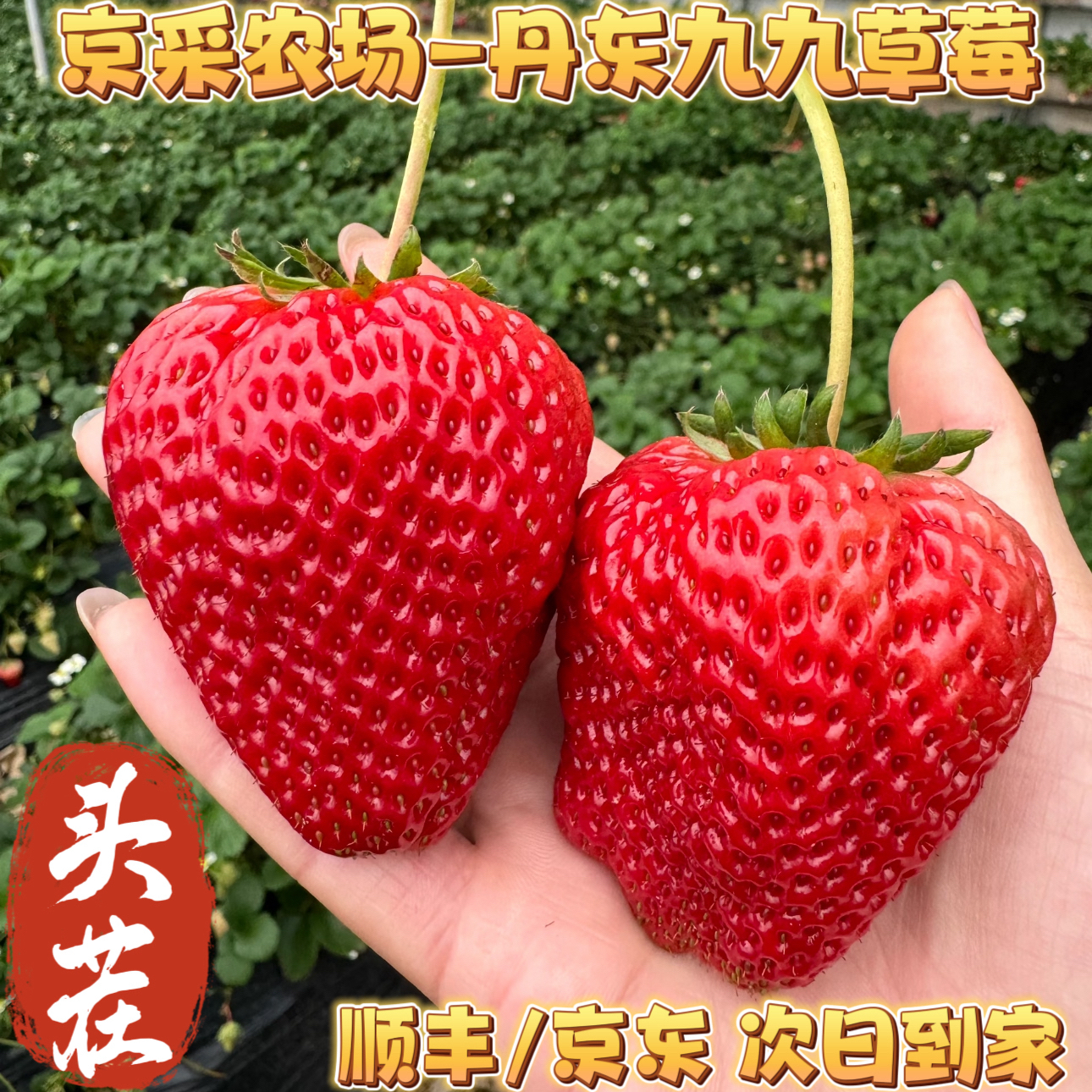【京东包邮】丹东·红颜九九草莓 奶香味十足 现摘现发 次日到家