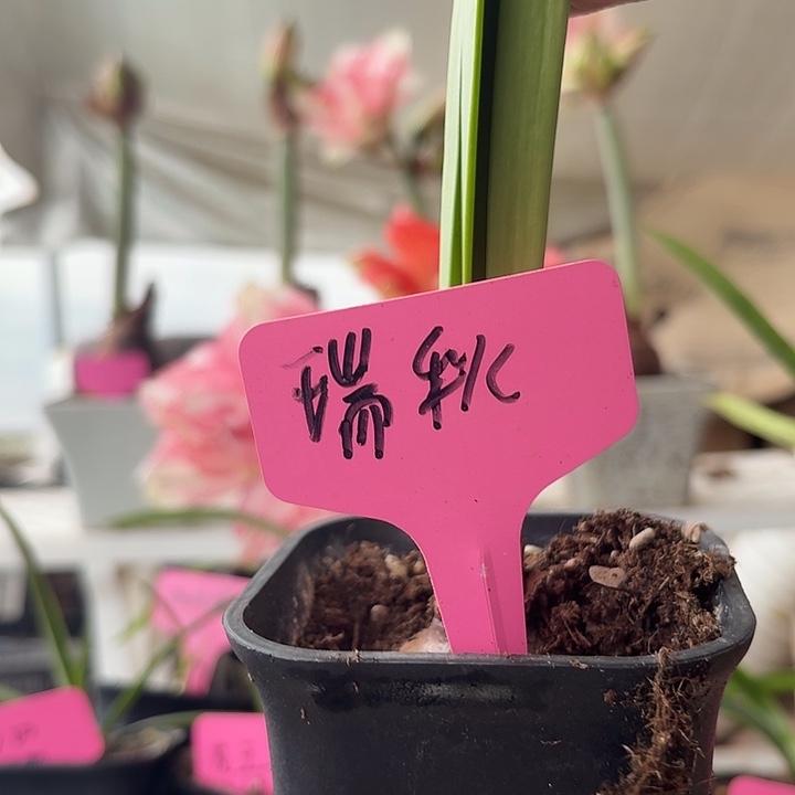 无花朵瑞秋朱顶红直径4-4.5