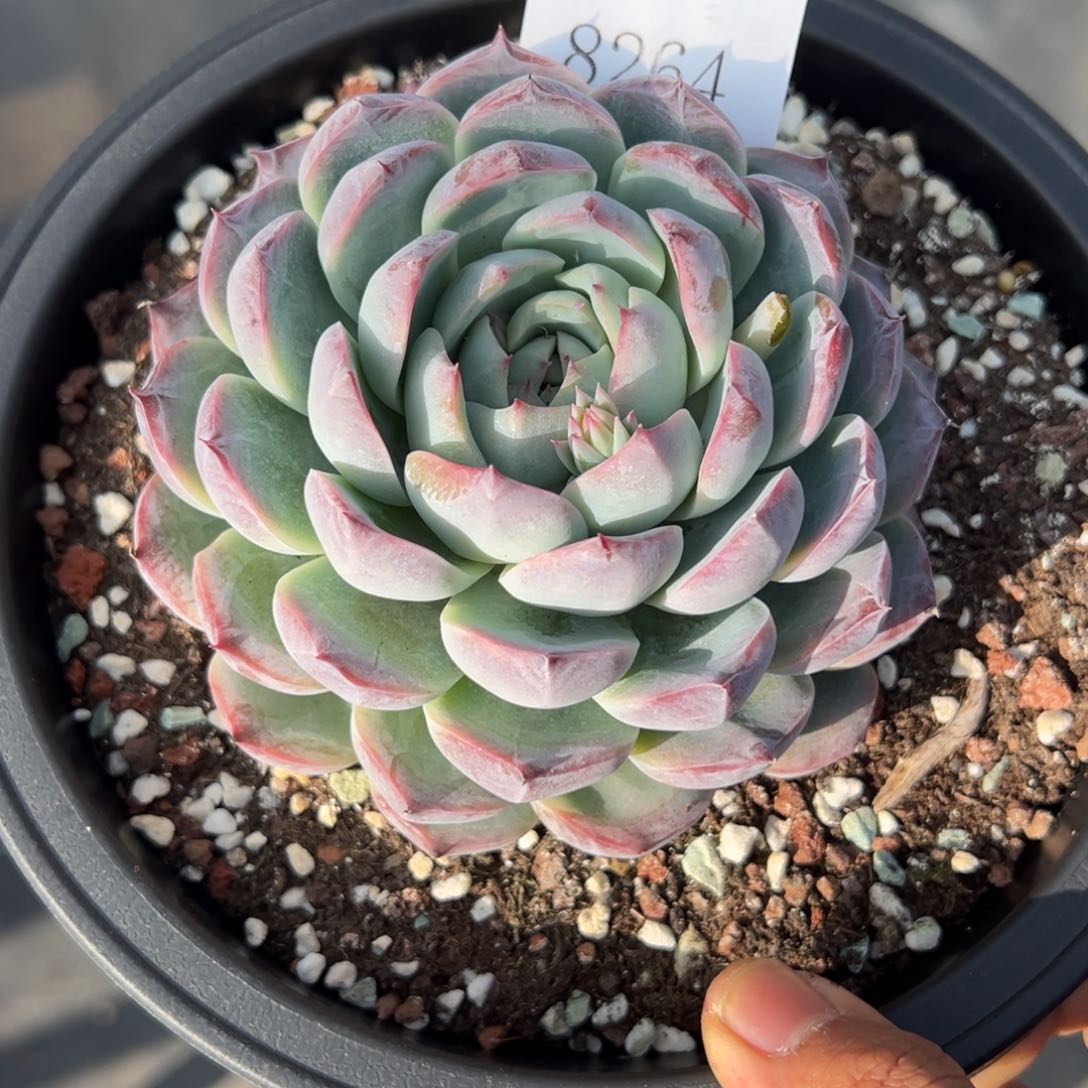 焱8264多多肉啊多多