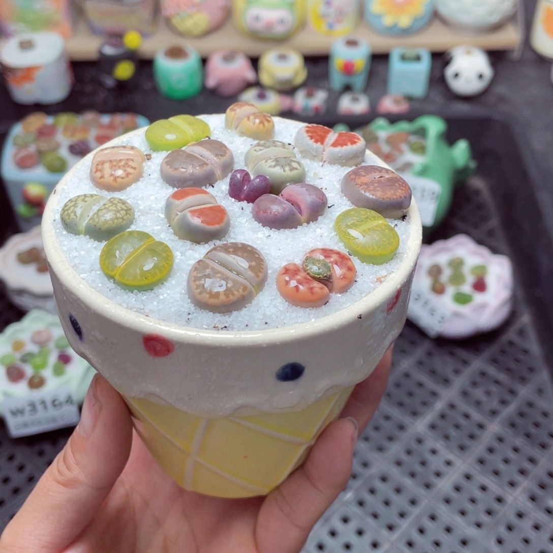 w3165 带盆土发货-零下地区拍保温箱