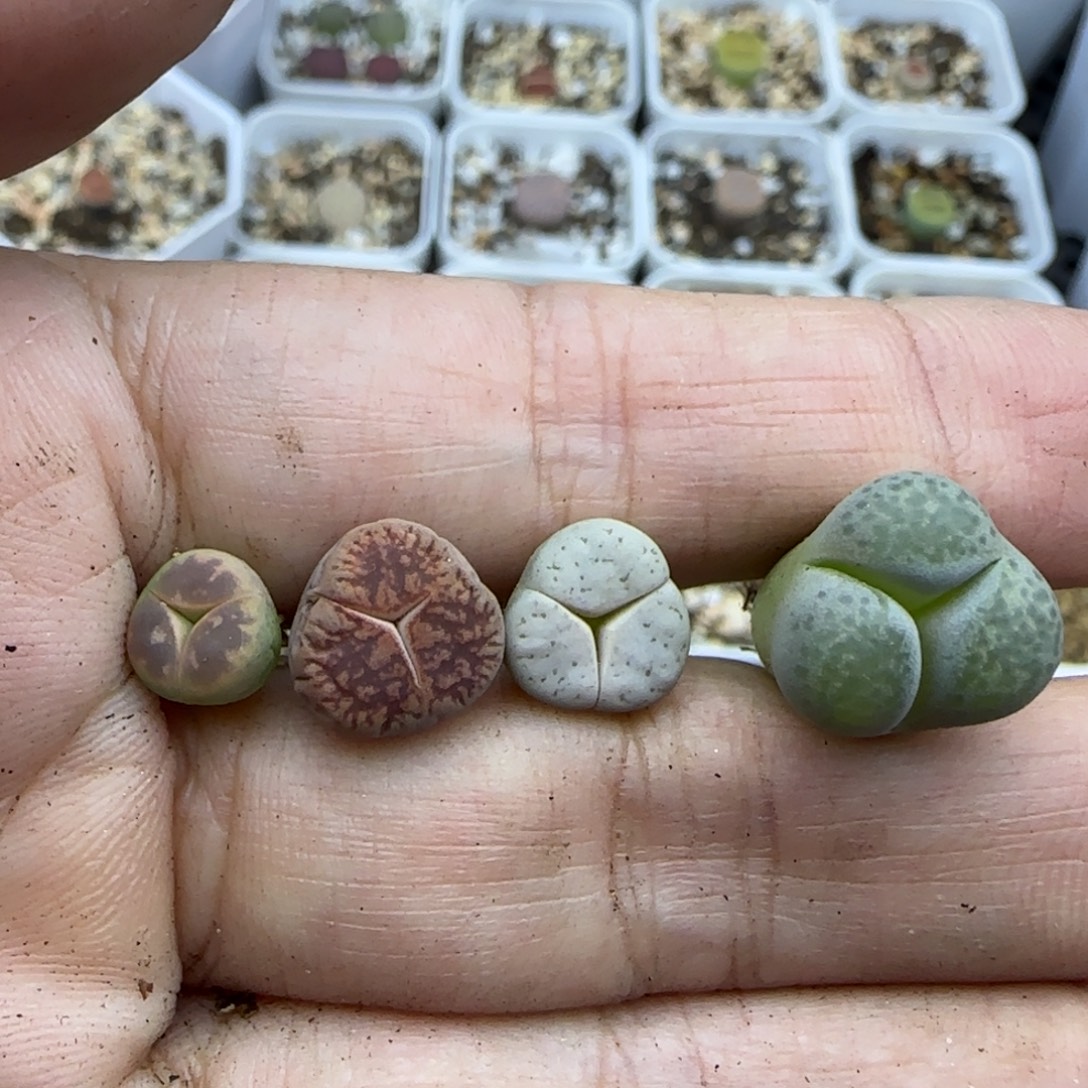 247 奔清框福利30包邮