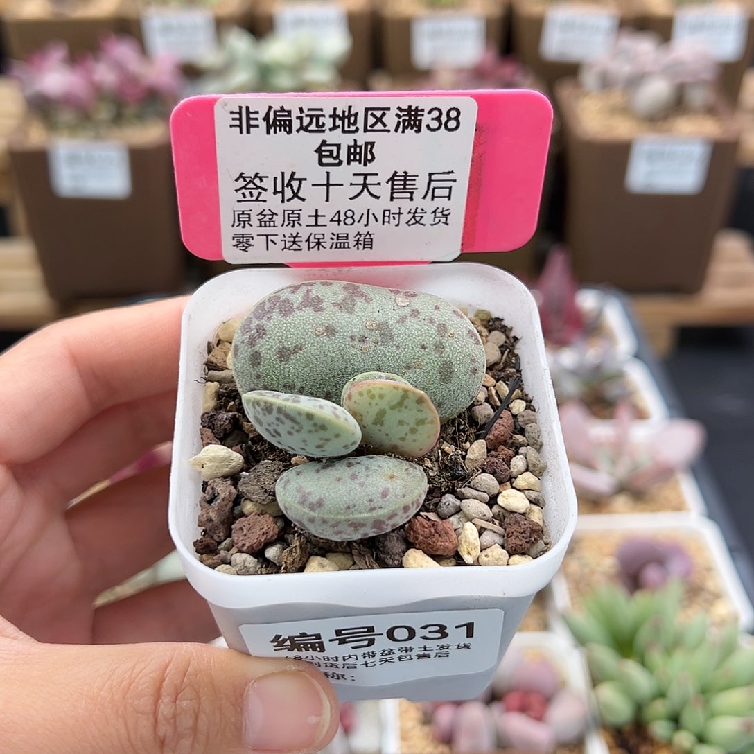 031巨型花蛋多肉