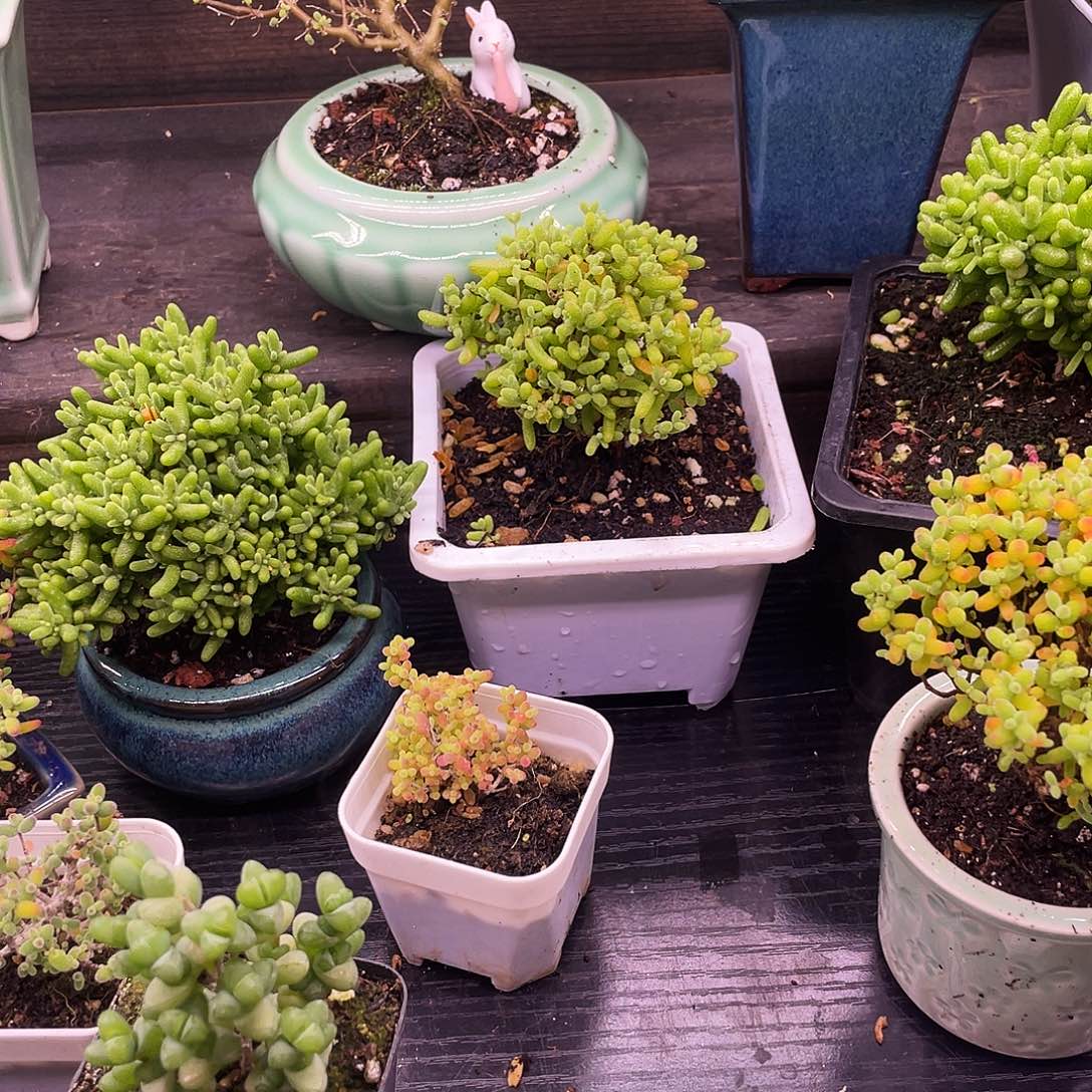 蜜橘12345111红色紫