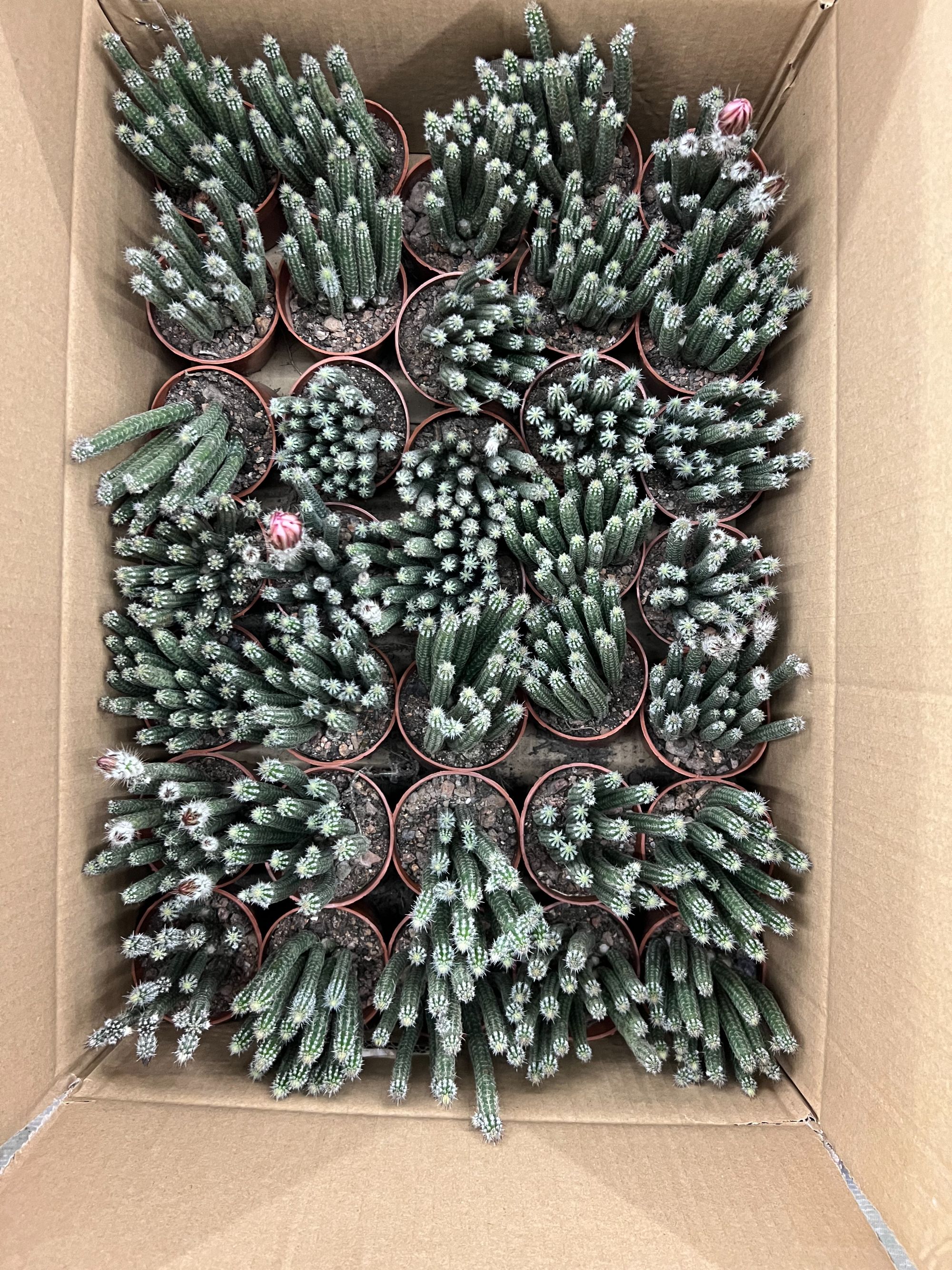 二妹园艺（银柳/银妞 落地自根）好花色仙人球满18包邮随机发