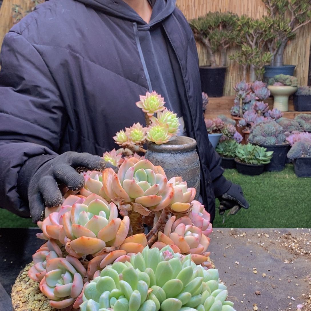 南*32 号百搭翡翠多肉