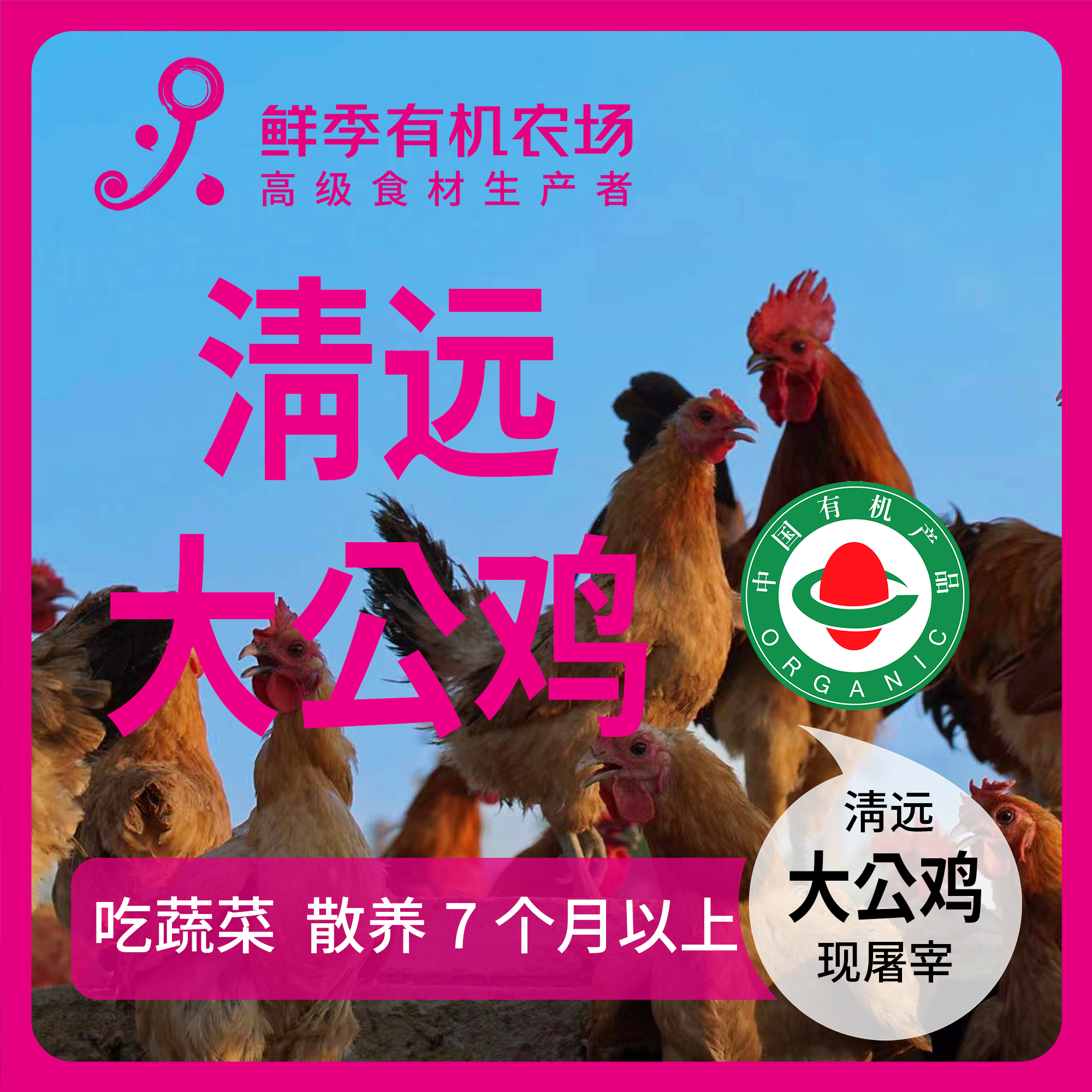 鲜季有机大公鸡清远 吃蔬菜/吃粮/散养/当日屠宰/空运