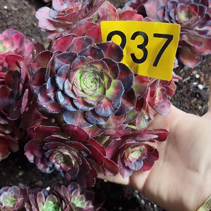 多肉植物海王七彩937