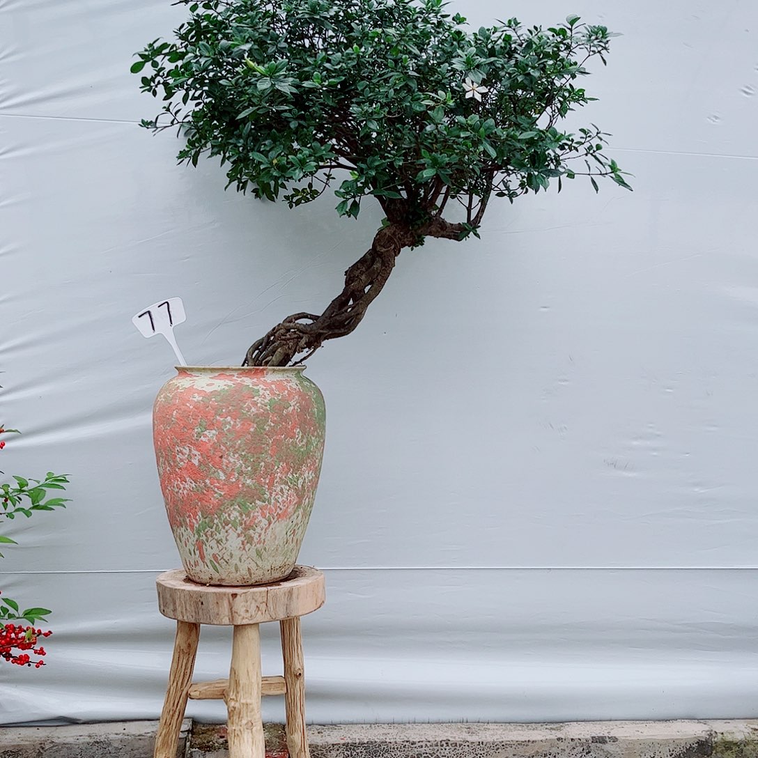 海*海岛四季榄叶栀子花