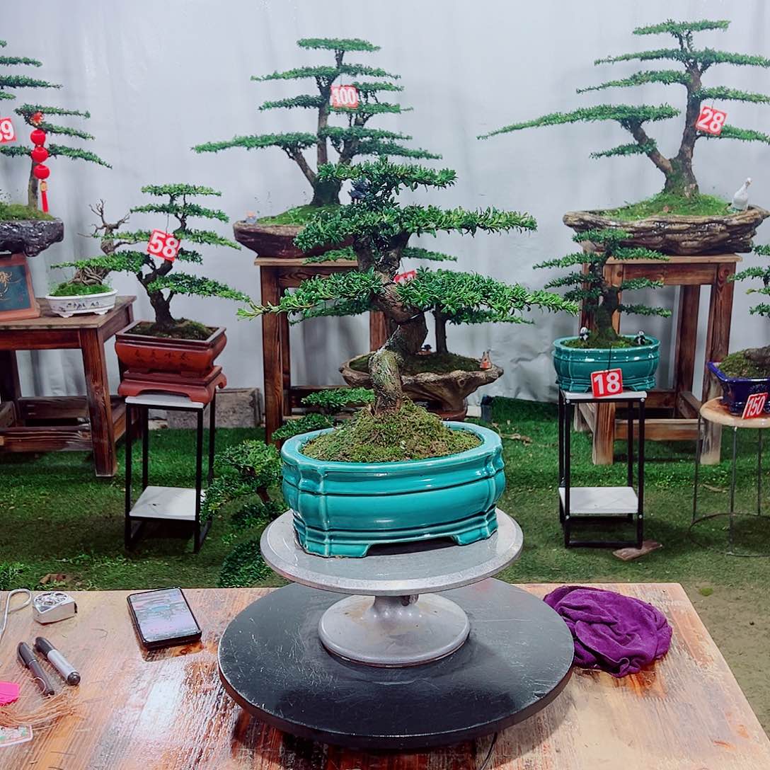 罗汉松小老桩红芽罗汉松